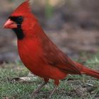 Northern Cardinal