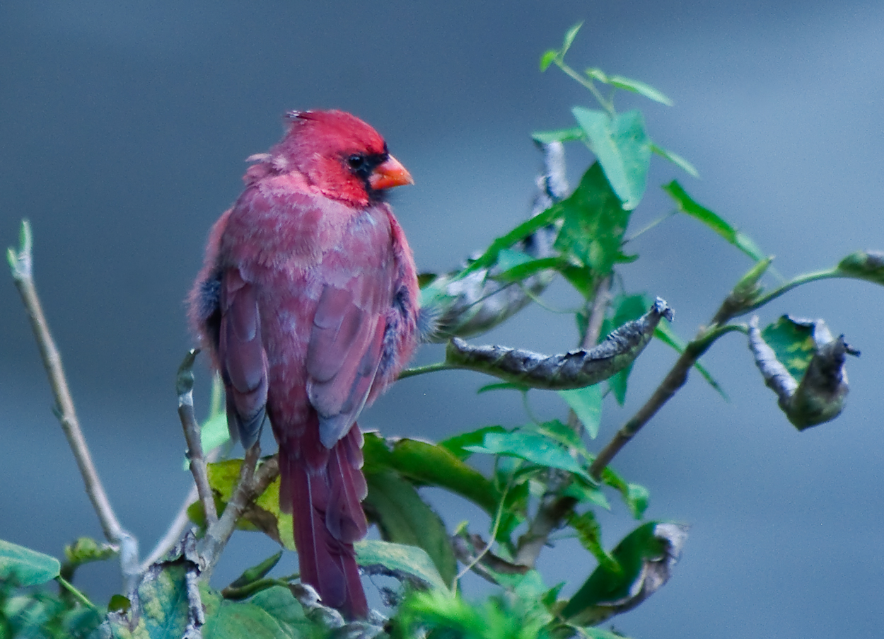 Northern Cardinal _ Cardinalis cardinalis