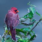 Northern Cardinal _ Cardinalis cardinalis