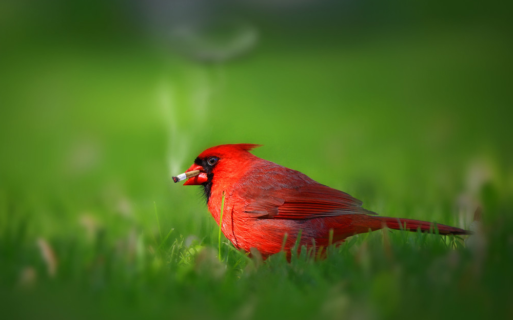 Northern Cardinal......