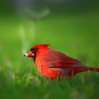 Northern Cardinal......