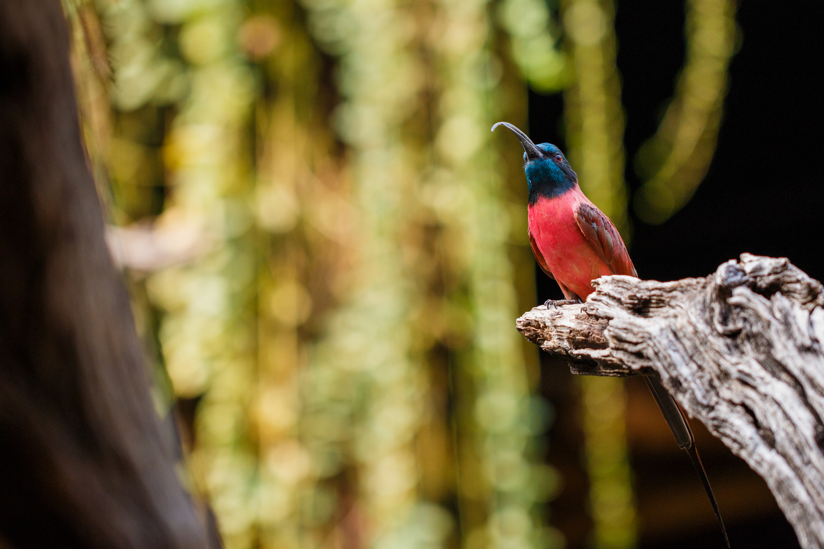 Northern Carmine Bee-eater