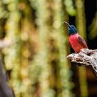 Northern Carmine Bee-eater