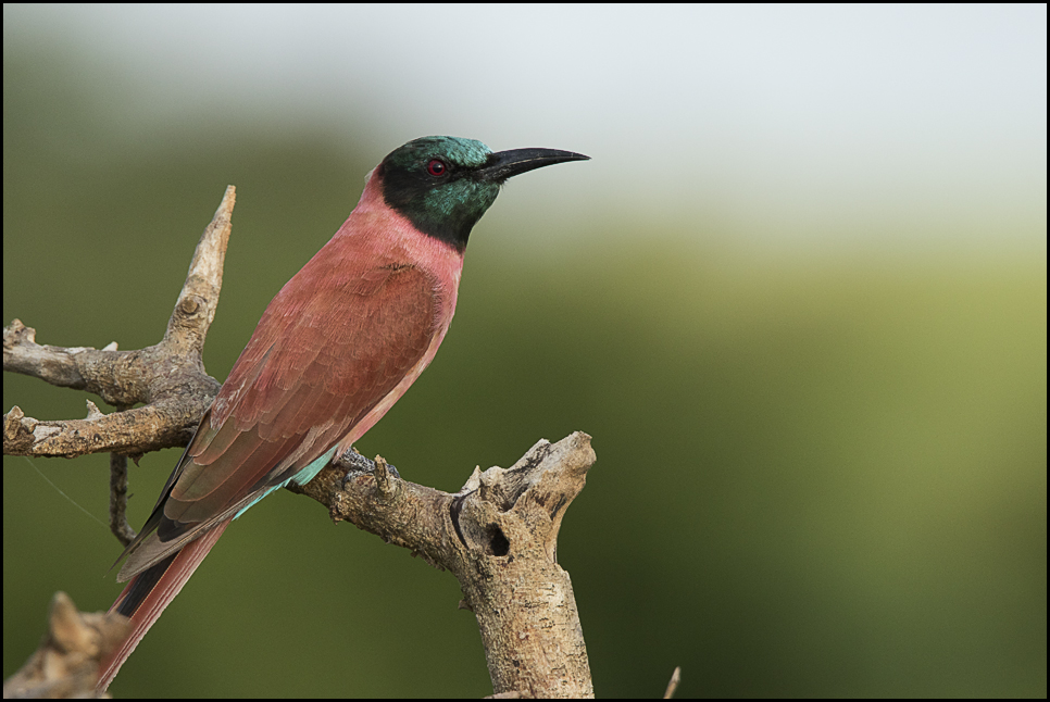 Northern Carmine Bee-eater