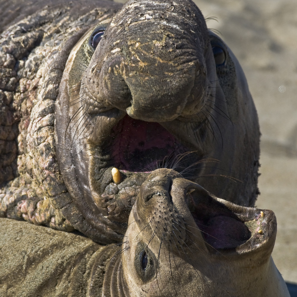 Northern Elephant Seals at Piedras Blancas, north of San Simeon, CA 12feb2008 - by Mike Baird