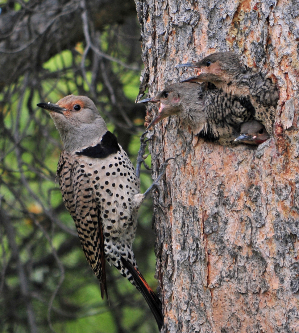 Northern Flicker