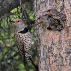 Northern Flicker