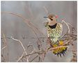 Northern Flicker... by Michel Lamarche 