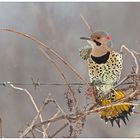 Northern Flicker...