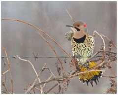 Northern Flicker...