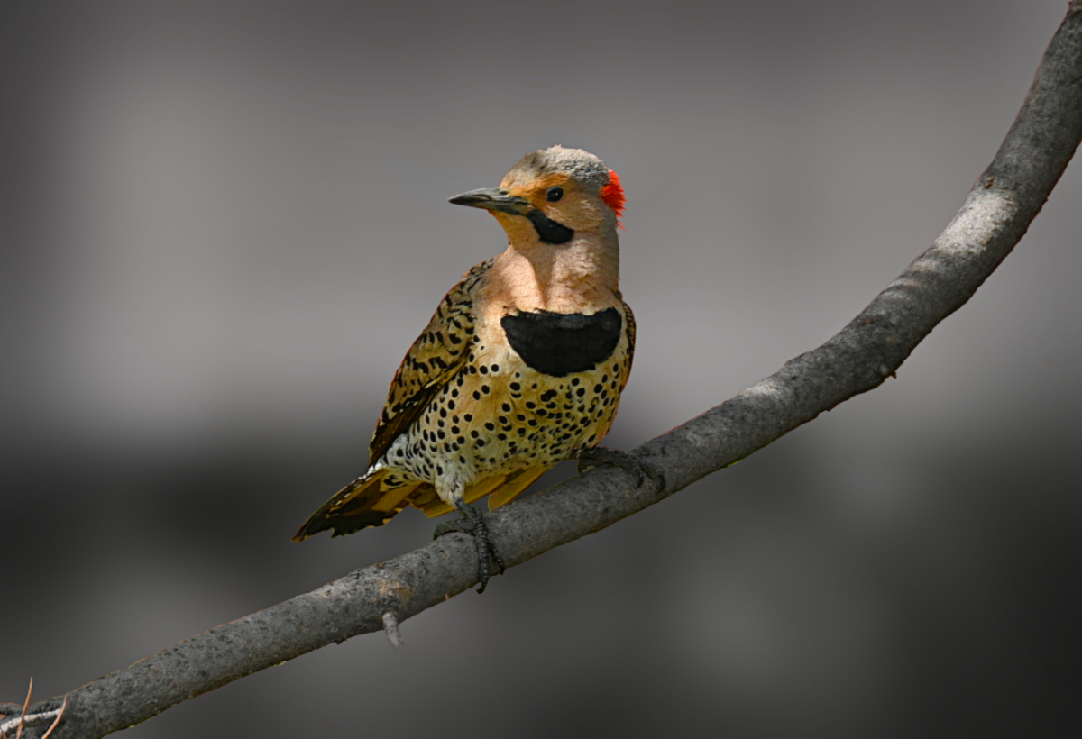 northern flicker 