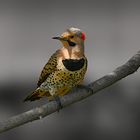 northern flicker 