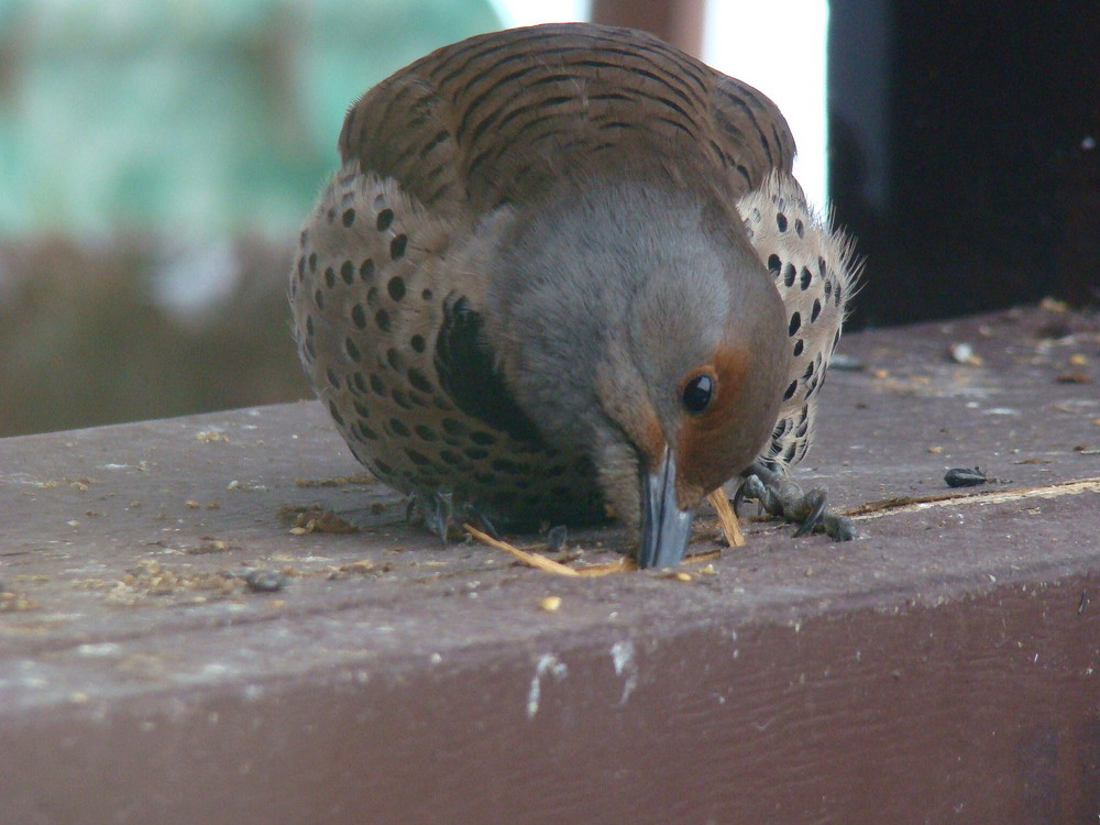 Northern Flicker