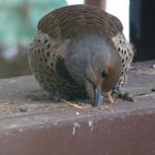 Northern Flicker