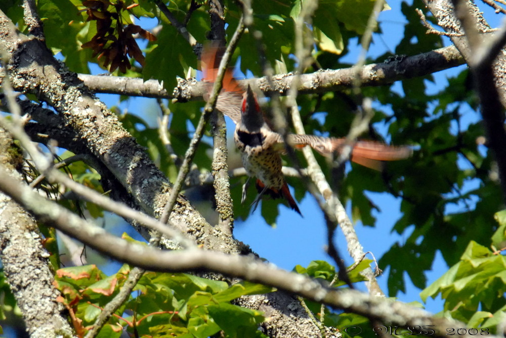 Northern Flicker