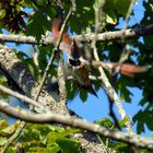 Northern Flicker