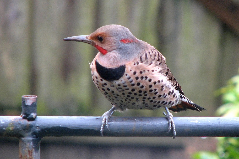 Northern Flicker