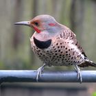 Northern Flicker