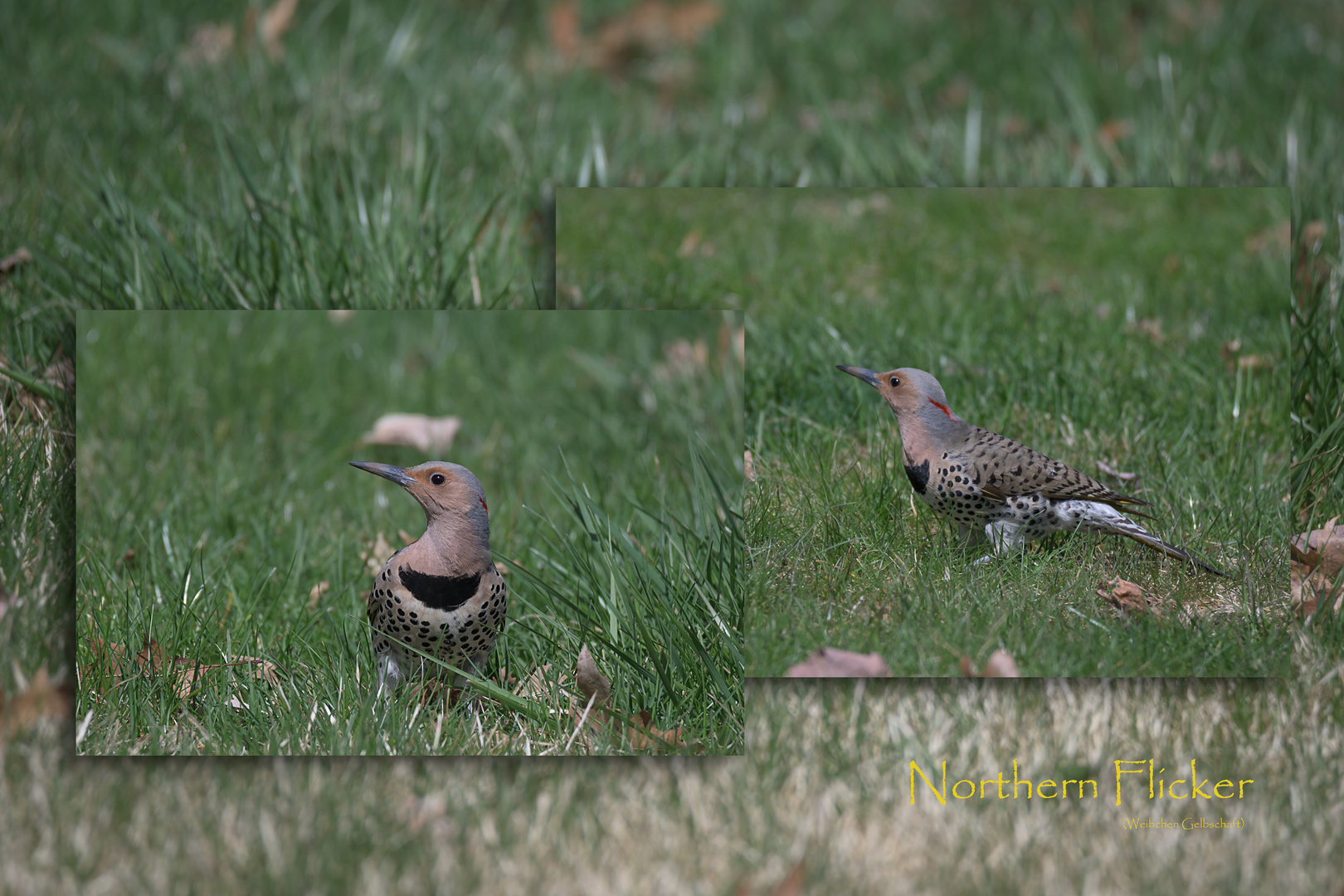 Northern Flicker