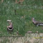 Northern Flicker