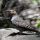 Northern Flicker