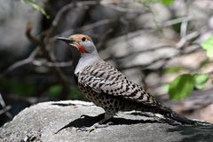 Northern Flicker