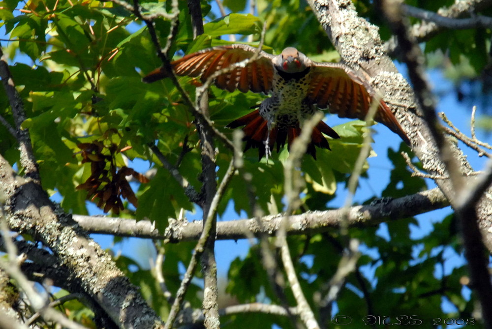 Northern Flicker II