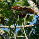 Northern Flicker II