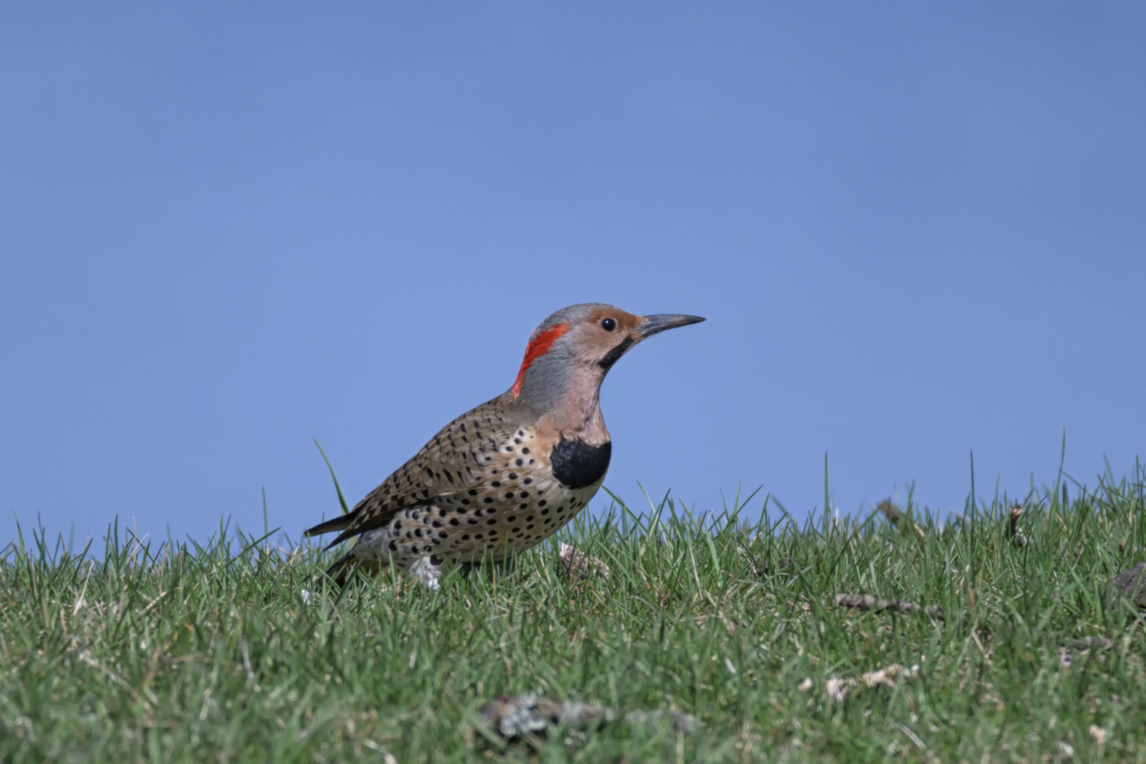 Northern Flickers...