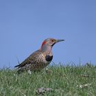 Northern Flickers...