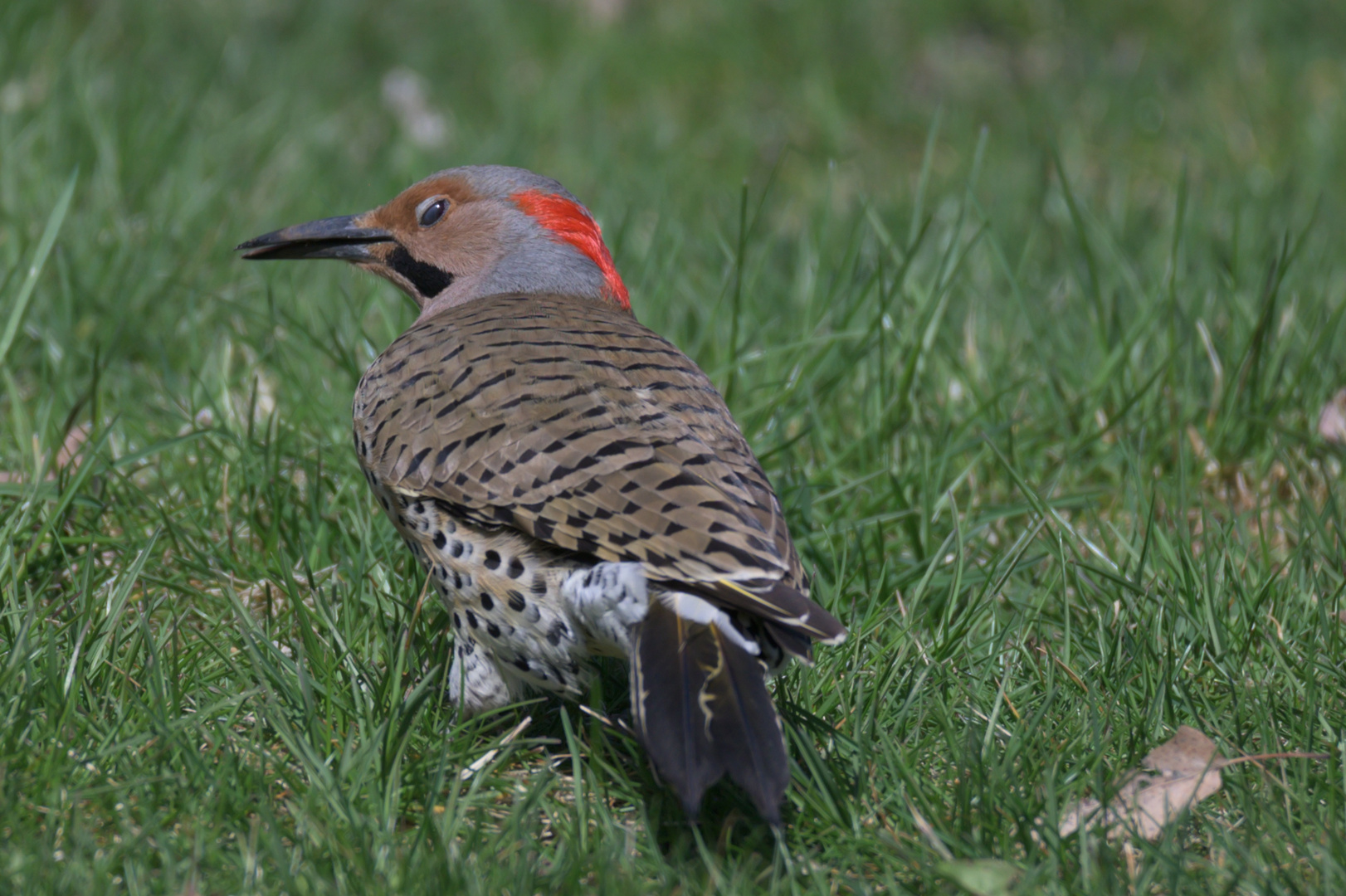 Northern Flickers...