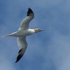 Northern gannet