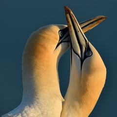 Northern Gannet, amorous