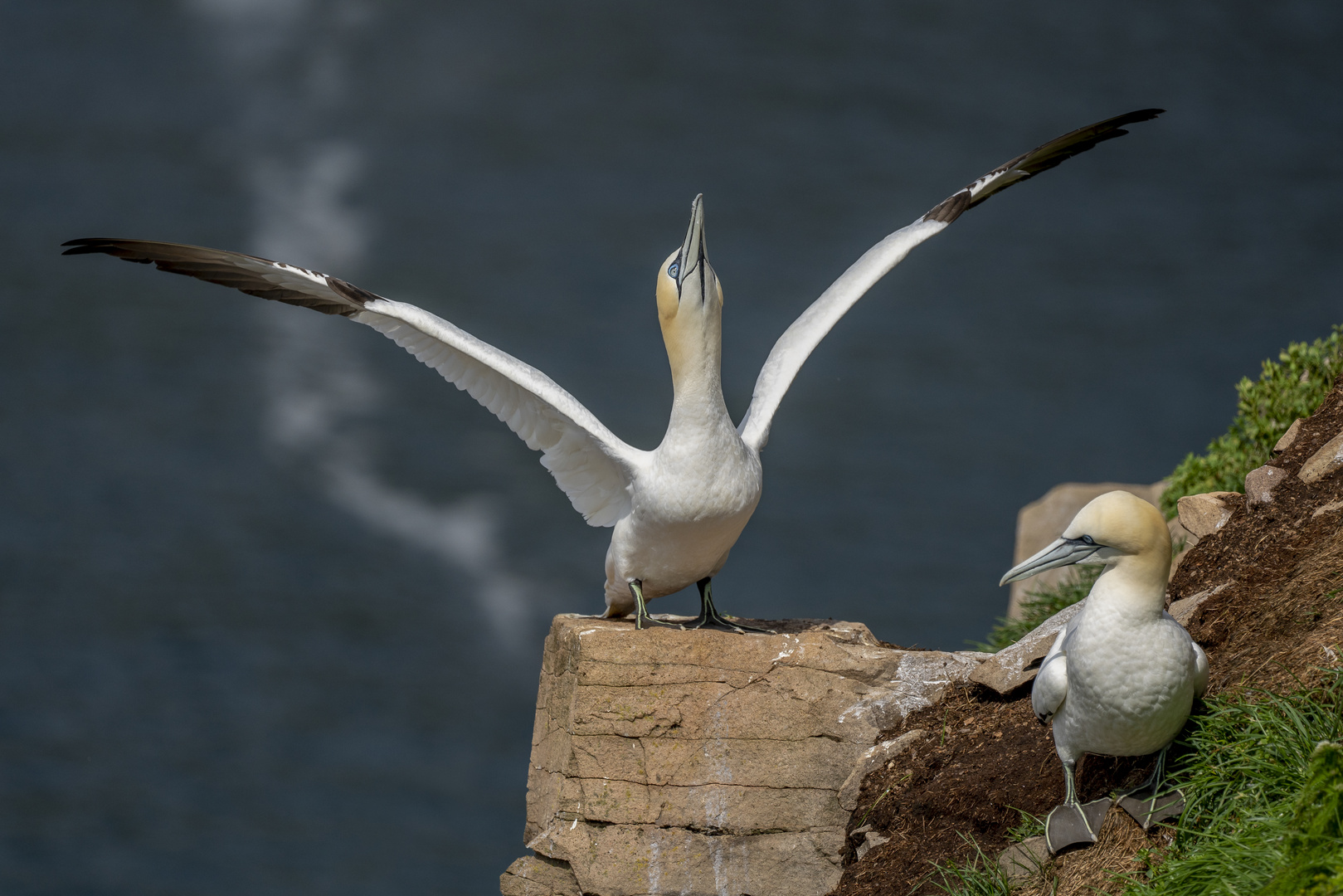 Northern Gannet (Basstölpel)