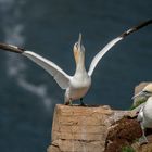 Northern Gannet (Basstölpel)