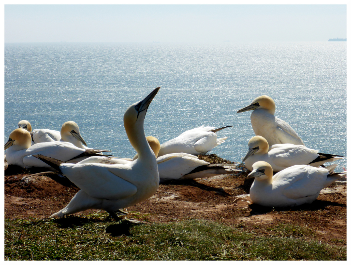 Northern gannet