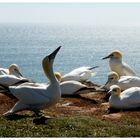 Northern gannet