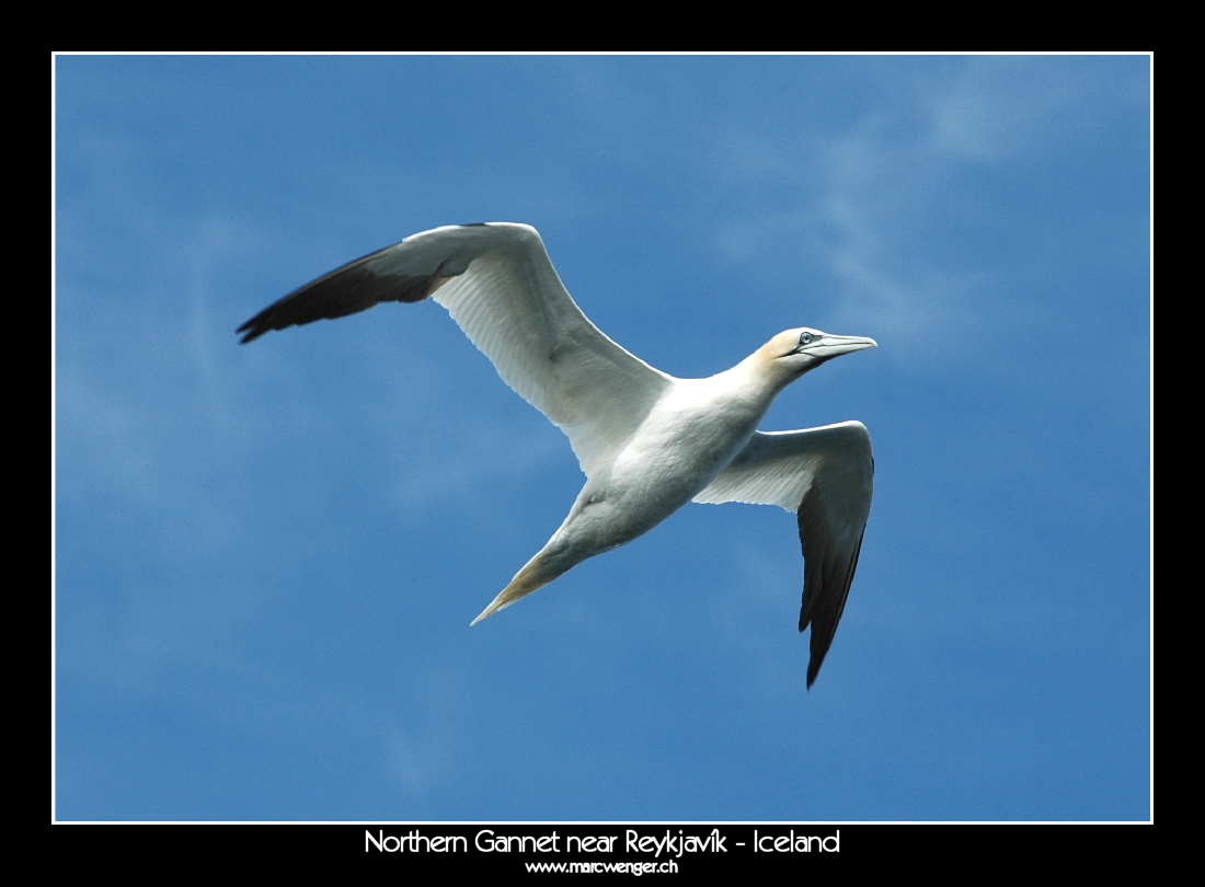 Northern Gannet near Reykjavík - Iceland