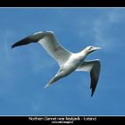 Northern Gannet near Reykjavík - Iceland