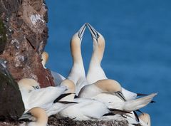 Northern gannets