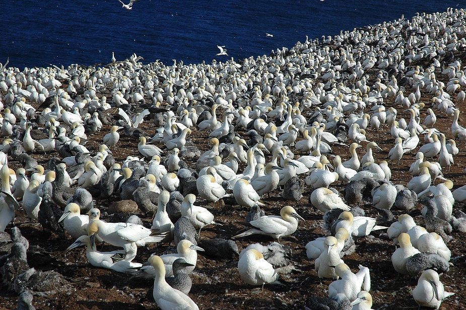 Northern Gannets (Basstölpel) I