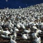 Northern Gannets (Basstölpel) I