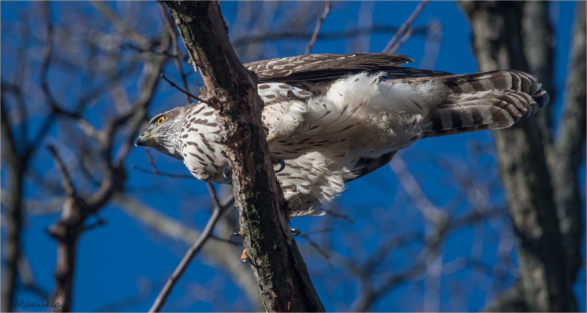 Northern goshawk