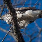 Northern goshawk