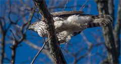 Northern goshawk