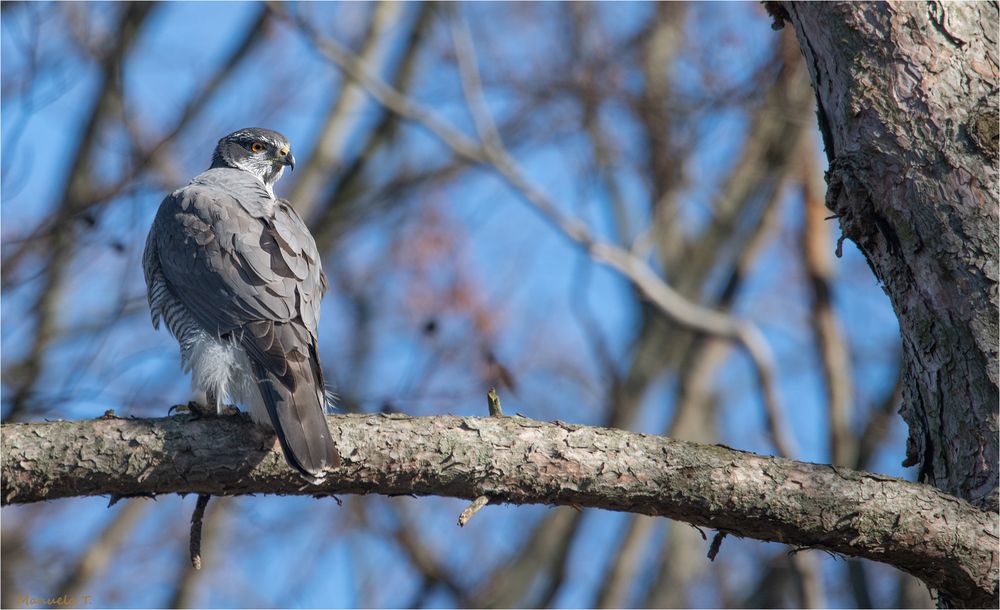 Northern goshawk