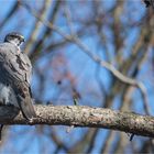 Northern goshawk