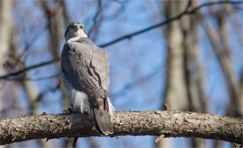 Northern goshawk