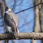 Northern goshawk