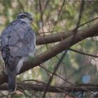 Northern goshawk